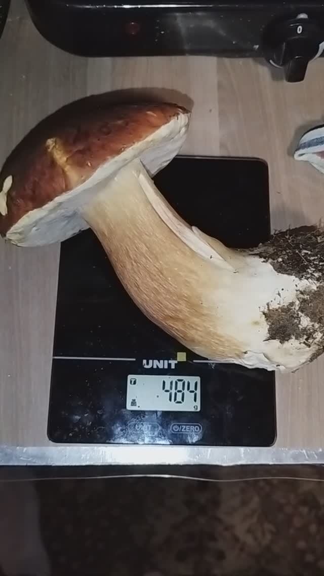 хорош грибок 2024 смотреть онлайн