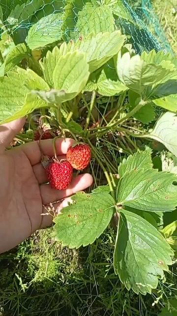 дачный Визит смотреть онлайн