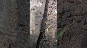 Что там опять за забором? Спилили сирень. Замочила тяпки. Усища томатов.