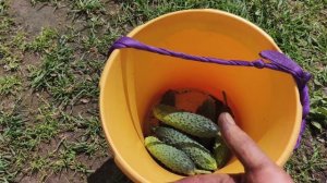 Готовлюсь к отъезду ,косим траву.