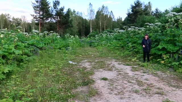 Борщевик, это наказание за людскую глупость смотреть онлайн