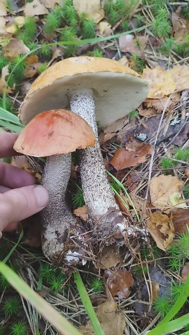 грибок 2024 смотреть онлайн