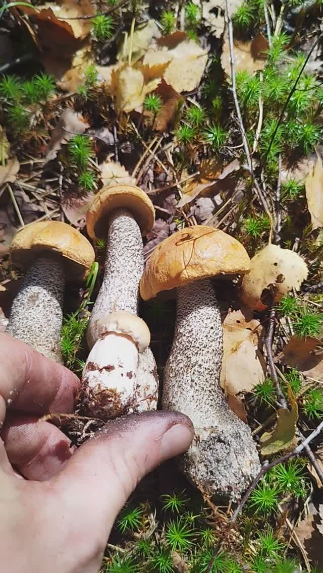 запутался в грибах 2024 смотреть онлайн