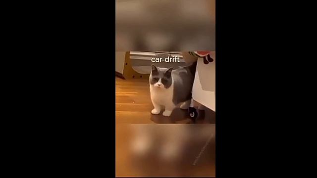 Drift cats смотреть онлайн