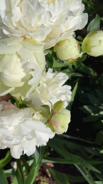 САМЫЕ ПОЗДНИЕ ПИОНЫ смотреть онлайн