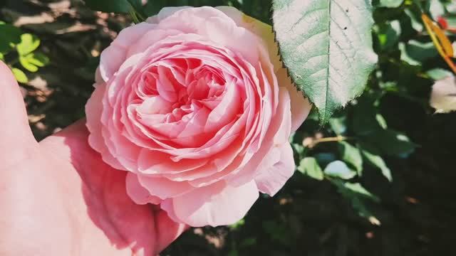 ДОЛГОЖДАННОЕ НАЧАЛО ЦВЕТЕНИЯ РОЗ В ЛЕНИНГРАДСКОЙ ОБЛАСТИ! 💖🌹ЛИВНИ ВРЕМЕННО ЗАКОНЧИЛИСЬ.🌞 смотреть онлайн