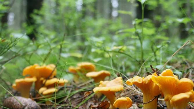 ГРИБЫ ЛИСИЧКИ смотреть онлайн