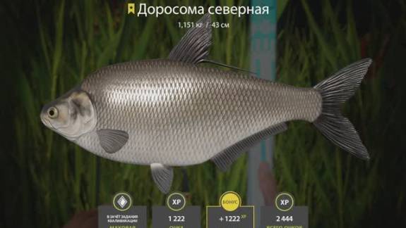 РУССКАЯ РЫБЫЛКА 4 РР4 ТРОФЕЙ ДОРОСОМА СЕВЕРНАЯ ЛОСИНОЕ смотреть онлайн