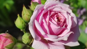 РОЗЫ. Начало цветения, подкормки.