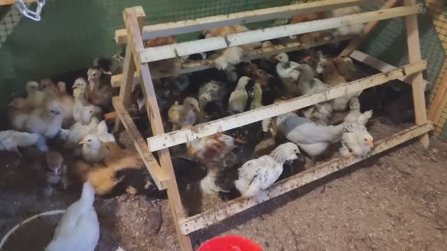 Розы цветут, куры растут! Жизнь в доме на колёсах, за городом, на свежем воздухе. Дачный влог. смотреть онлайн