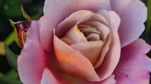 РОЗЫ.СУПЕР ЦВЕТЕНИЯ. Приглашаю на прогулку в цветущий розарий.ч.1.