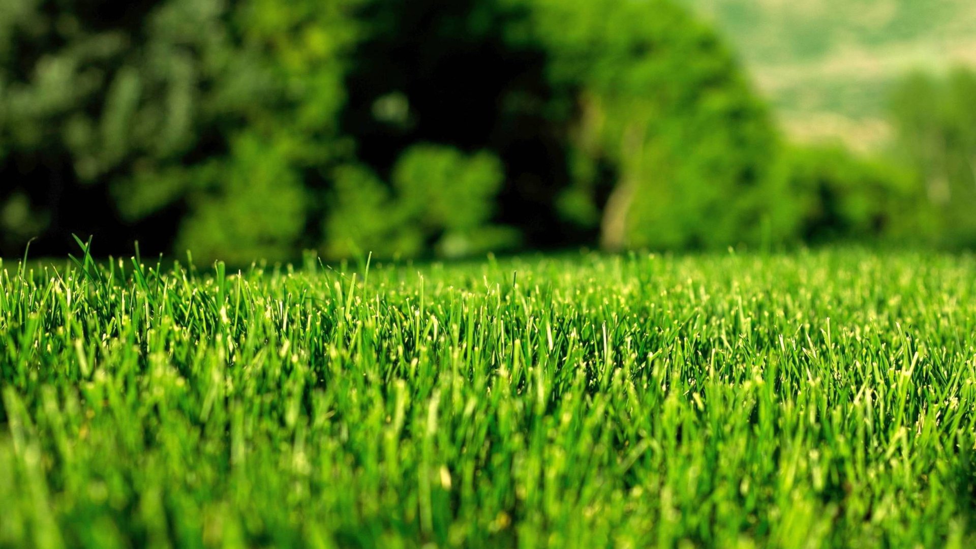 СУПЕР ГАЗОН для ЛЕНИВЫХ.