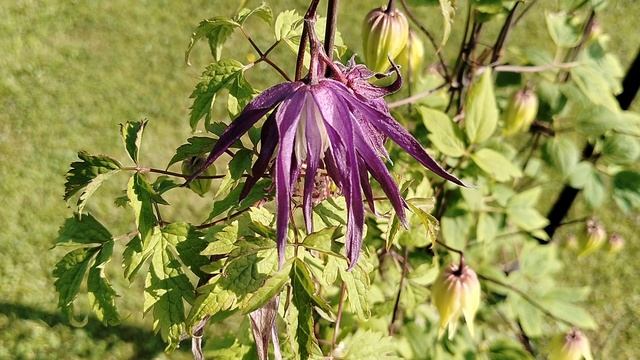 Клематис 'Фей' и другие колокольчиковые- начало цветения 2025 смотреть онлайн