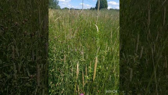 Прекрасное лето! Чудесный июль!.mp4 смотреть онлайн