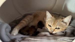 НОВЫЕ КОТЯТА БАРХАННОЙ КОШКИ ГЛАШИ / Рысь прячется от Артека