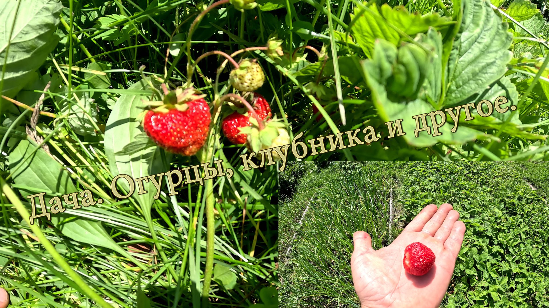 Дача. Огурцы, клубника и другое смотреть онлайн