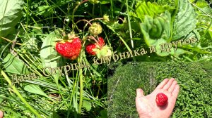 Дача. Огурцы, клубника и другое