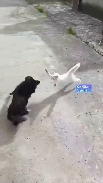 Банда на районе 🤣🤣🤣 смотреть онлайн