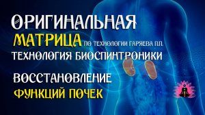 Восстановление функций почек ⚠️ Оригинальная программа матрица по технологии Гаряева ☀️ SoftRadio.ru