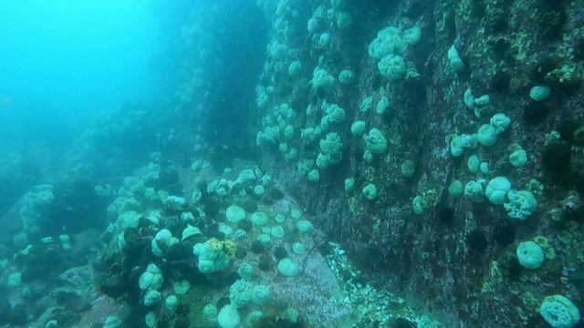 БАНКА БОЙСМАНА 2025 г