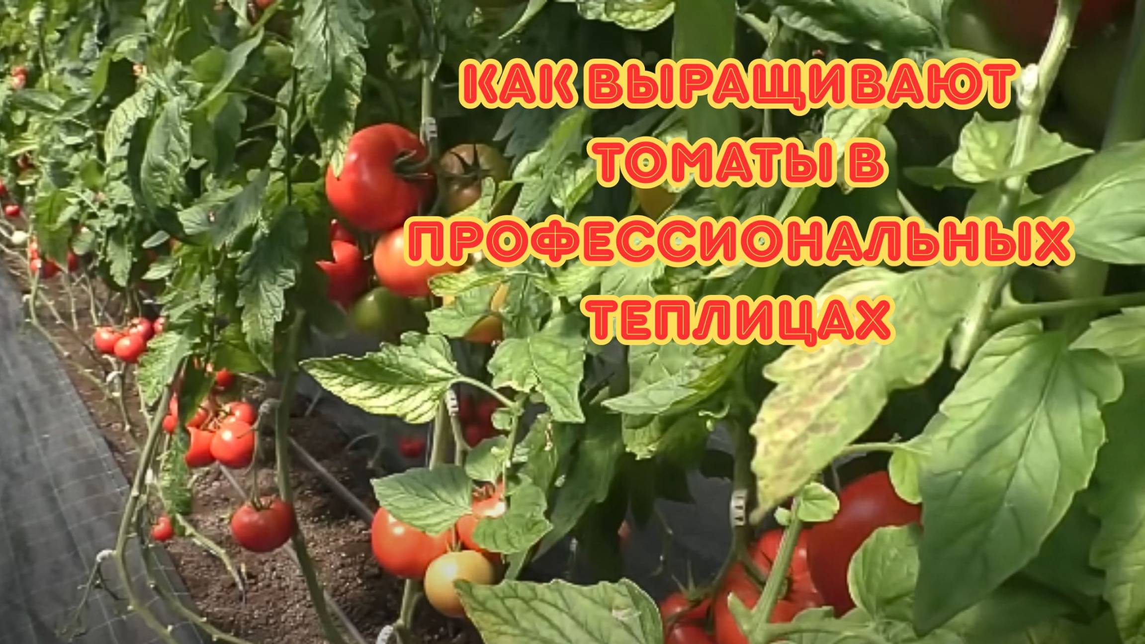 Это не просто помидоры! Секреты агрономов, которые дадут вам в 3 раза больше урожая смотреть онлайн