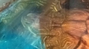 Красноухие черепахи 05-07-2025