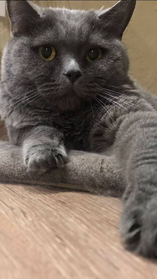 Наш питомец Боня и ее беззаботная жизнь