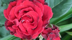 Роза  Эль Торо ( El Toro)