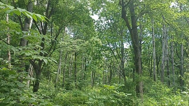 По лесной тропинке как то летом шла - Елена Карпук смотреть онлайн