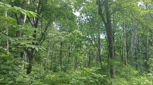 По лесной тропинке как то летом шла - Елена Карпук