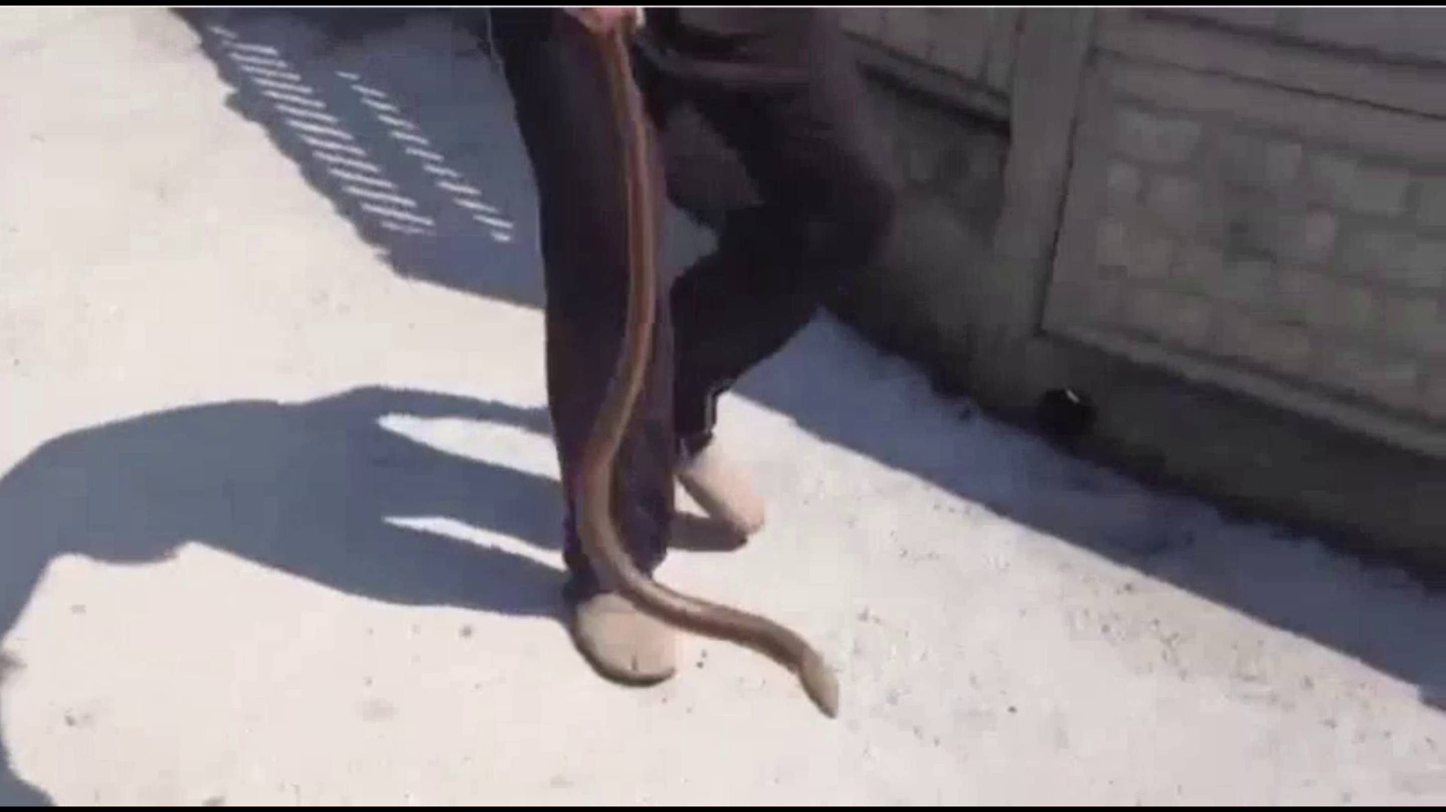 ⤵️ St✭r ЫЙ крымчанин спасает змею. Уникальная спасательная операция