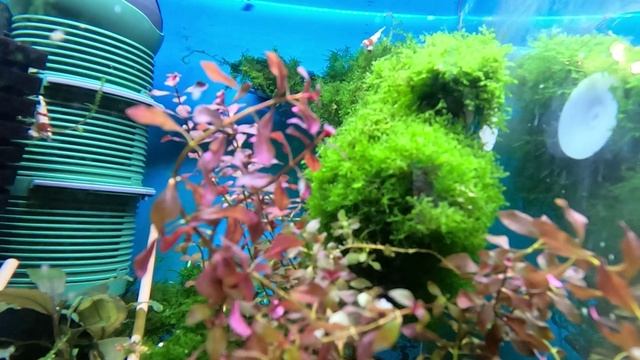 Мох рикардия в креветочнике. Мох содержание в аквариуме смотреть онлайн