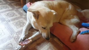 Белка дома.mp4