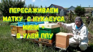 Пересаживаем с нуклеуса в улей ППУ
