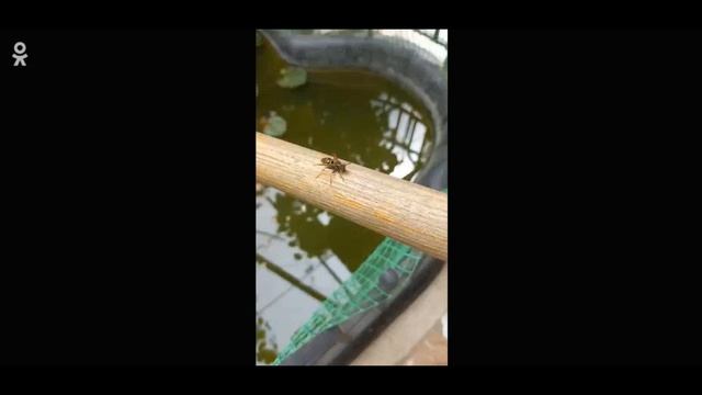 ⤵️ St✭r ЫЙ крымчанин спасает осу. Уникальная спасательная операция