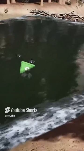 Обидел бобра. #horror2025