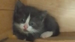 кас, И ч☢ мне с этим с феликсом делать?🤮