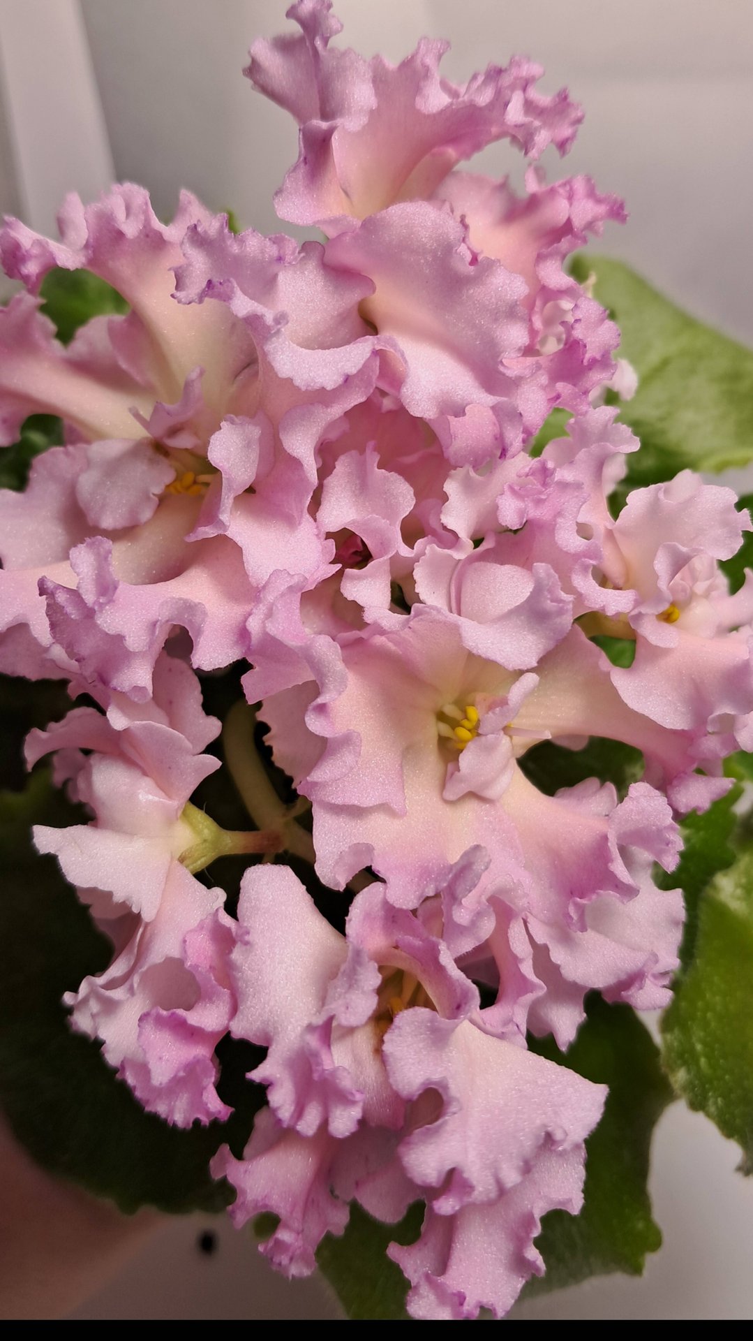 Фиалка "РМ-Солнечное конфетти" смотреть онлайн