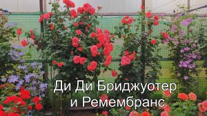 Пик цветения Ди Ди Бриджуотер и Ремембранс.