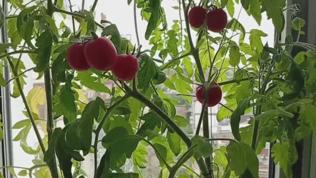 ПОМИДОРЫ смотреть онлайн