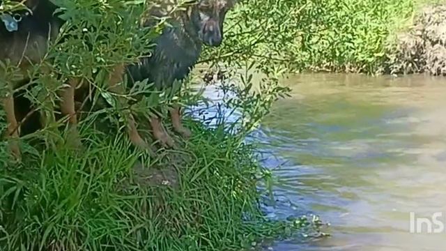 водные процедуры питомника ДНЭ смотреть онлайн