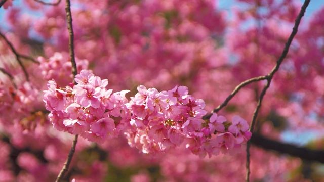 Цветение Сакуры, тур Инны Табаковой