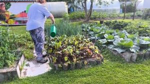 5 июля Суббота Хроника дачной жизни.