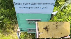 Плохое развитие пчелиного роя, после пересадки в улей, вызвано резким изменением температуры.#пчелы
