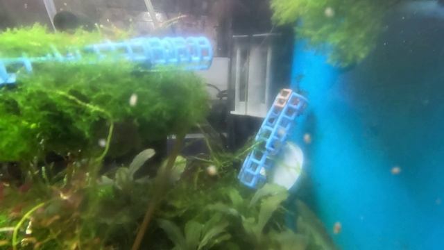 Мой аквариум 30л с креветками кристаллы и мох рикардио смотреть онлайн