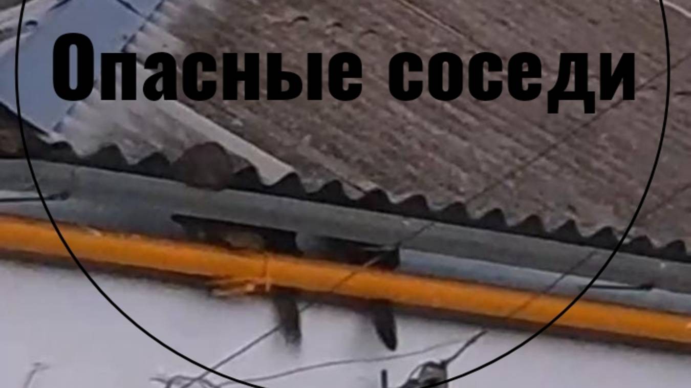 Опасные соседи. смотреть онлайн