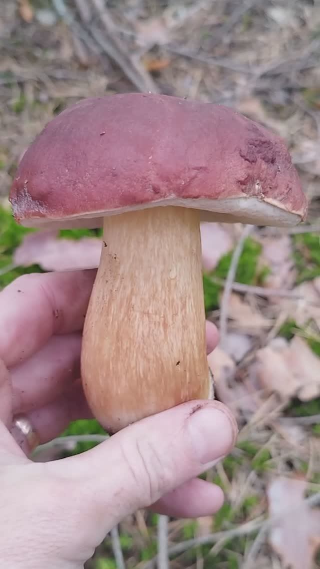 самый вкусный в маринаде грибы 2024 смотреть онлайн