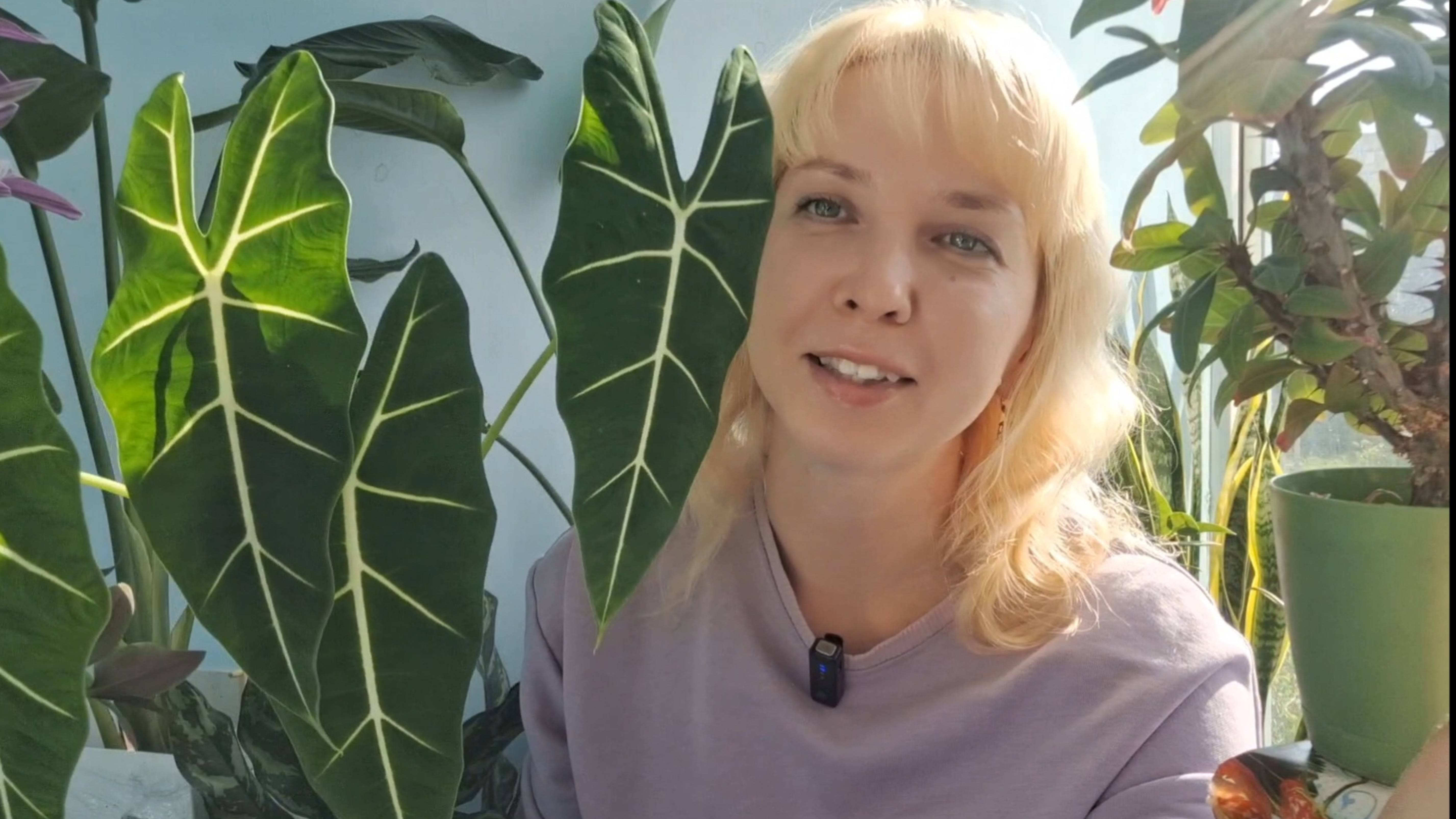 Новые кашпо для фитильного полива с Озон смотреть онлайн