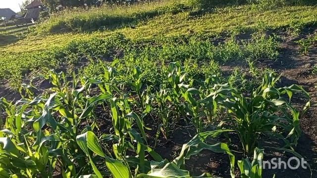 Собрала клубнику,обзор растений что цветет. смотреть онлайн