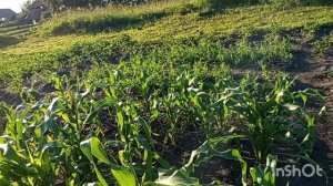 Собрала клубнику,обзор растений что цветет.